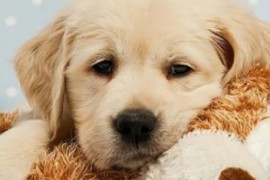 宠物短视频怎么赚钱 宠物短视频素材哪里有